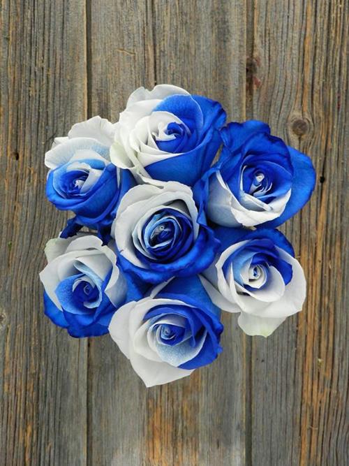 BLUE & WHITE  TINTED ROSE